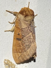 Datana major