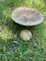 Amanita pantherina