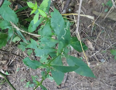 Liriomyza phloxiphaga