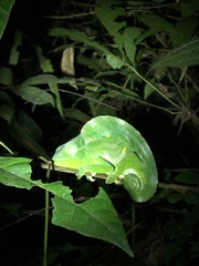 Trioceros deremensis