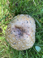 Amanita pantherina