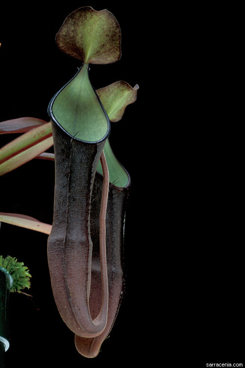 Nepenthes ramispina