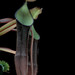 Nepenthes ramispina - Photo (c) 2009 Barry Rice, some rights reserved (CC BY-NC-SA)