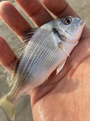 Sparus auratus