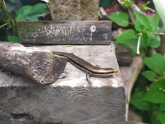 Marisora brachypoda