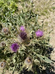 Cirsium pugnax
