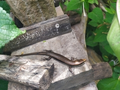 Marisora brachypoda