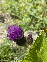 Cirsium pugnax