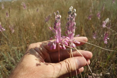 Allium praescissum