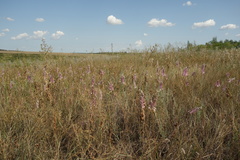 Allium praescissum