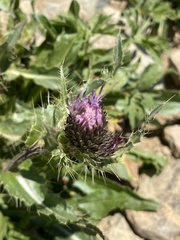Cirsium pugnax