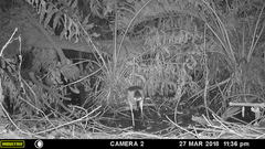 Nycticorax nycticorax image