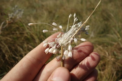 Allium podolicum