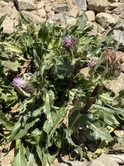 Cirsium pugnax