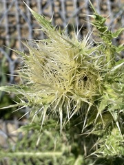 Cirsium pugnax