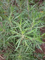 Raulinoreitzia tremula