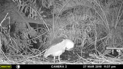 Nycticorax nycticorax image