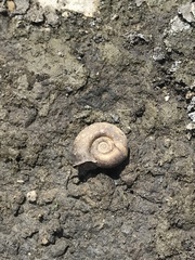 Planorbarius