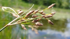 Schoenoplectus heterochaetus