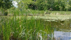 Schoenoplectus heterochaetus