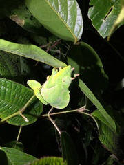 Trioceros deremensis