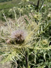 Cirsium pugnax