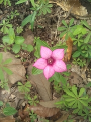 Spigelia scabrella