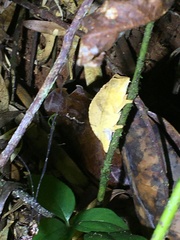 Rieppeleon brevicaudatus