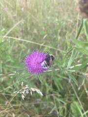 Bombus bohemicus