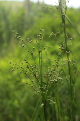Scirpus atrocinctus