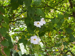 Thunbergia laurifolia