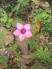 Spigelia scabrella