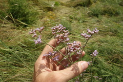 Limonium tomentellum