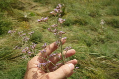 Limonium tomentellum