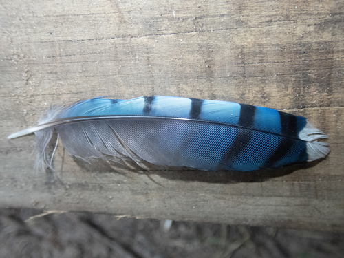 Blue Jay photographed in Michigan