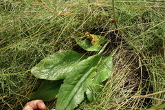 Limonium tomentellum