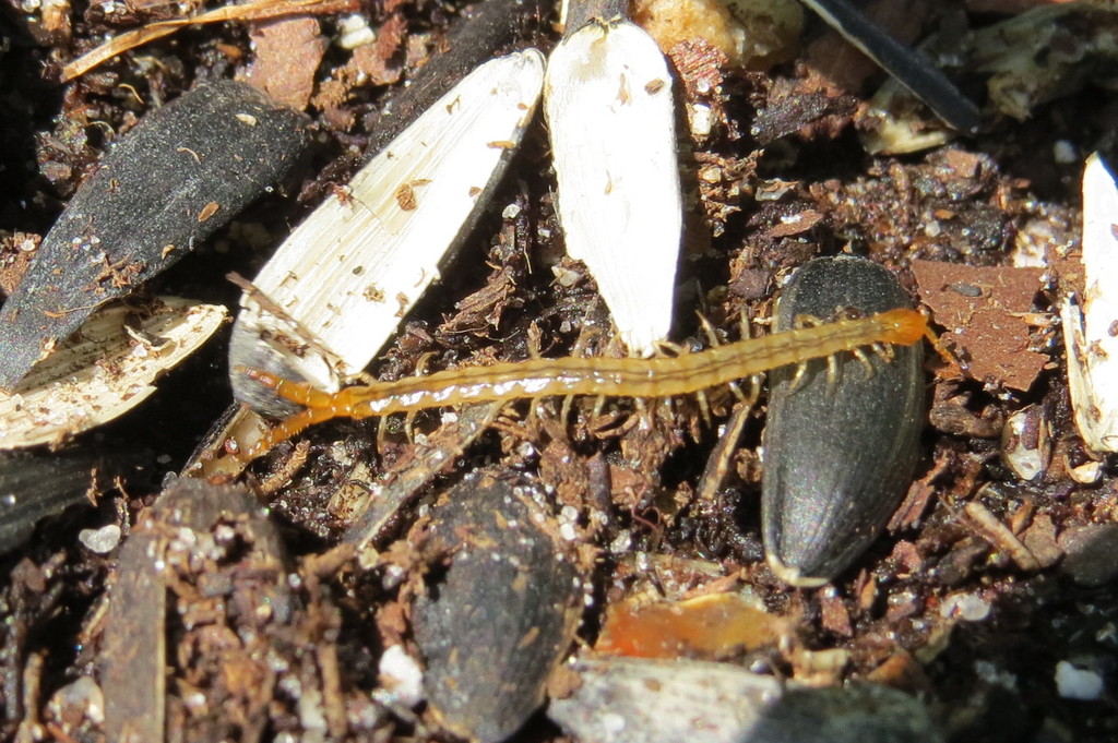 Cryptops floridanus