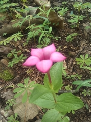 Spigelia scabrella