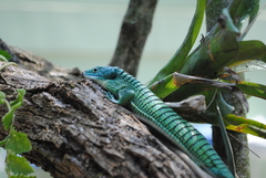 Abronia graminea