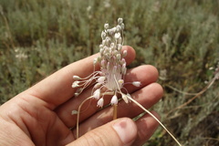 Allium podolicum
