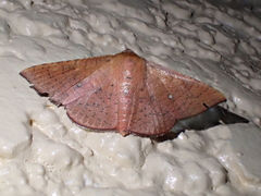 Banisia
