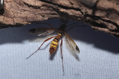 Ctenophora ornata