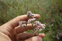 Limonium tomentellum
