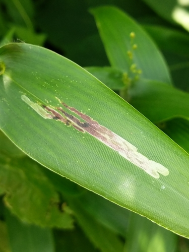 Cerodontha angulata
