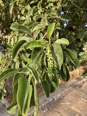 Phytolacca dioica