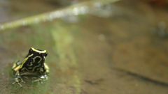 Dendrobates truncatus