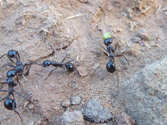 Messor capensis