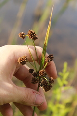 Scirpus georgianus