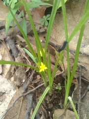 Hypoxis mexicana
