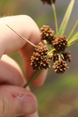 Scirpus georgianus